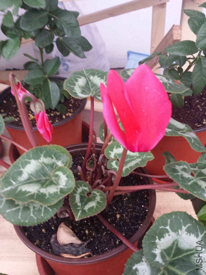 20151105_064815.jpg