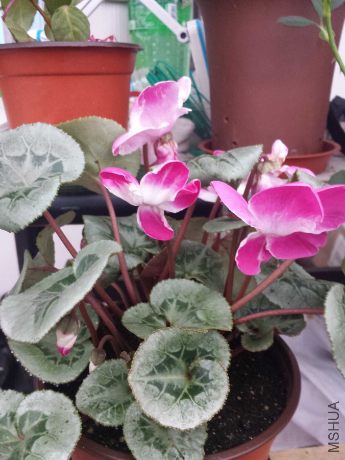 20151105_064835.jpg