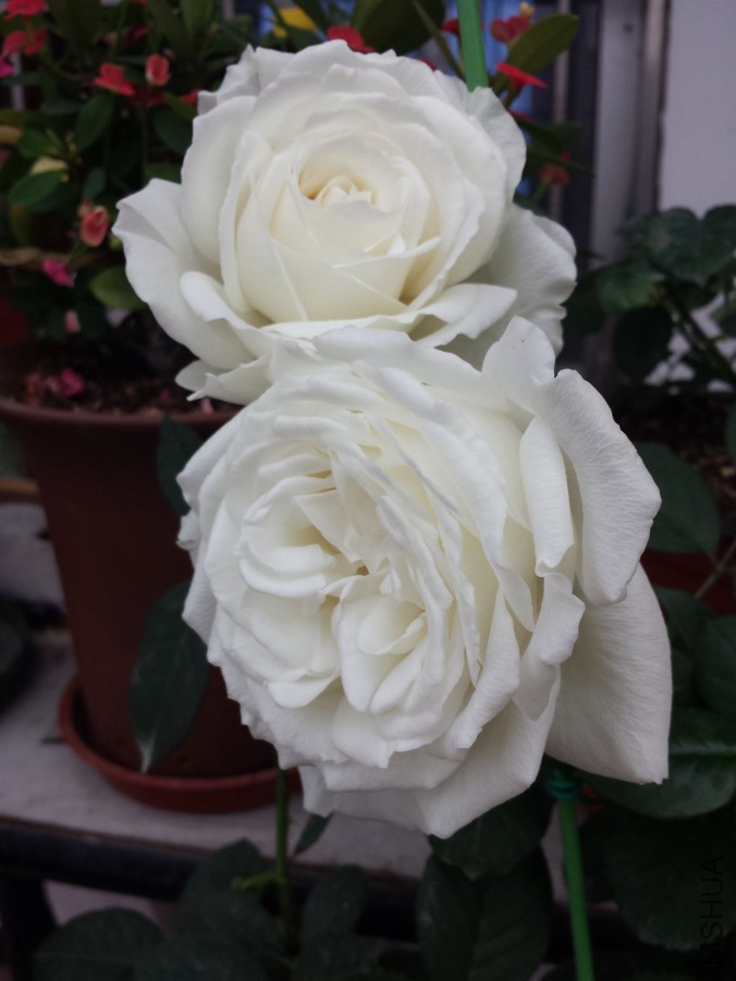 20151119_072910.jpg