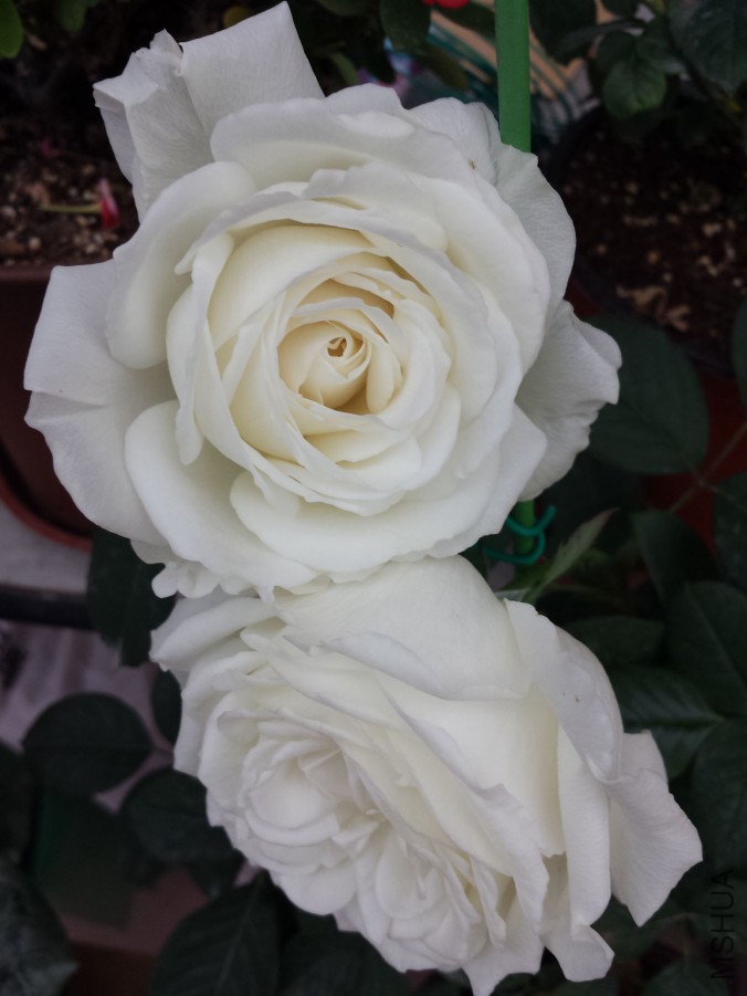 20151119_072921.jpg