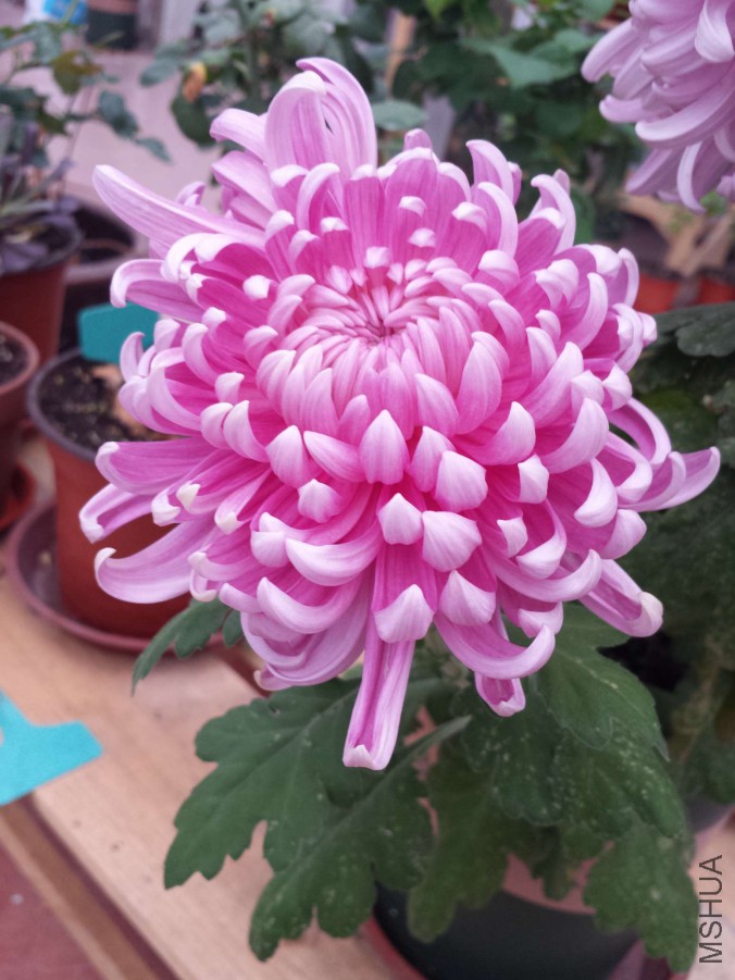 20151119_073013.jpg