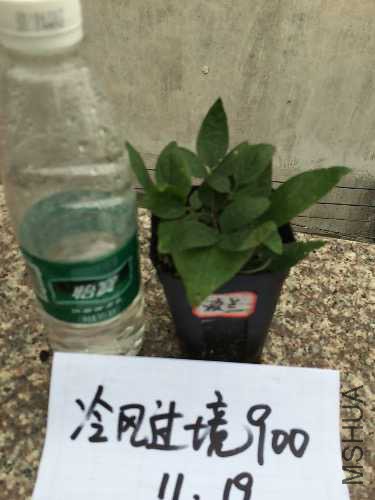 image.jpeg