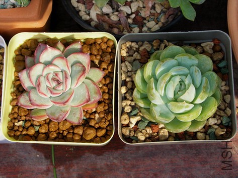 PA206329.JPG