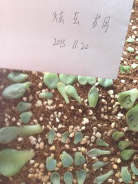 ѩ��1.5���ף�һƬ60������