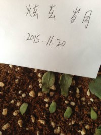 Ƥ�Ͻ�������ѿ����֪����û����10һƬ