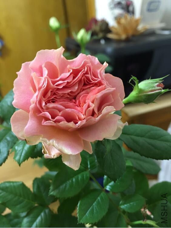 �����ƺ��м�����̨��һ������ֻ������ǰ������΢��Ҫ�ߴ�һ��