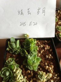 õ��4����15