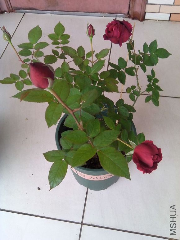 1bc6ebf431adcbefd94246e8aaaf2edda2cc9f4b.jpg