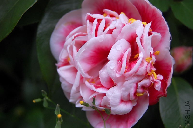 DSC_10450157.JPG