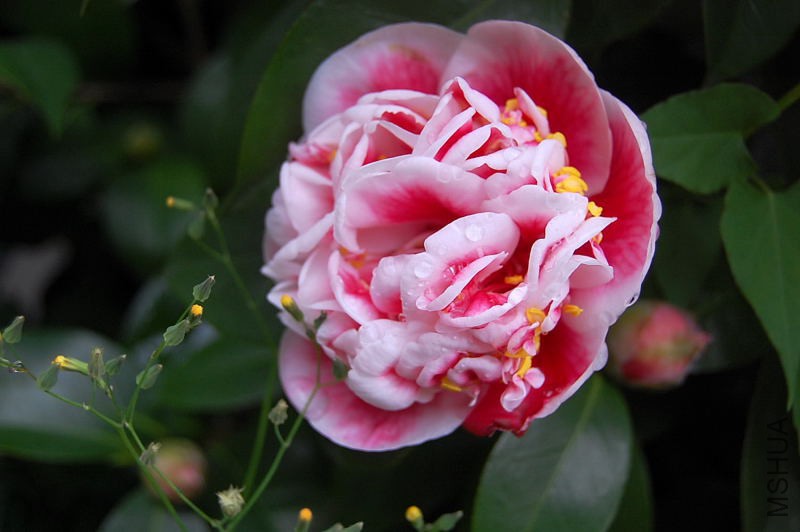 DSC_10440156.JPG