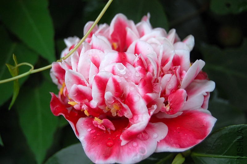DSC_10410153.JPG