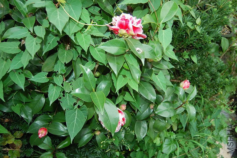 DSC_10340146.JPG