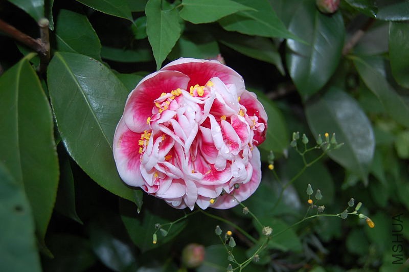 DSC_10330145.JPG