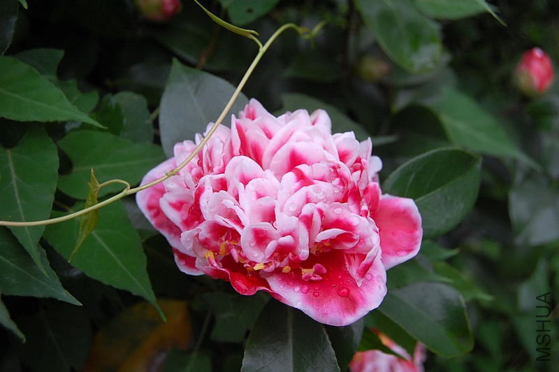 DSC_10310143.JPG