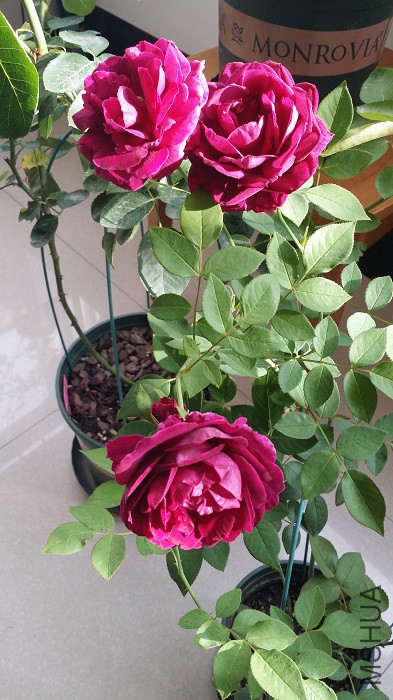 20151108����1.jpg