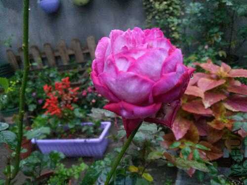 IMG20151120164347.jpg