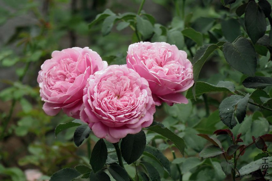 175843i9tt899x59udsmx4.jpg