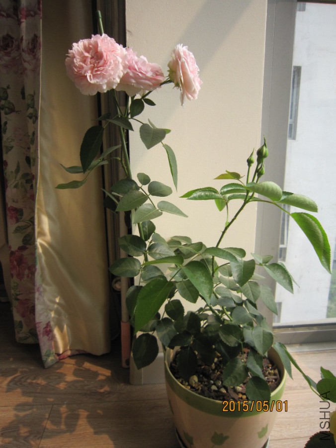 IMG_0005.JPG