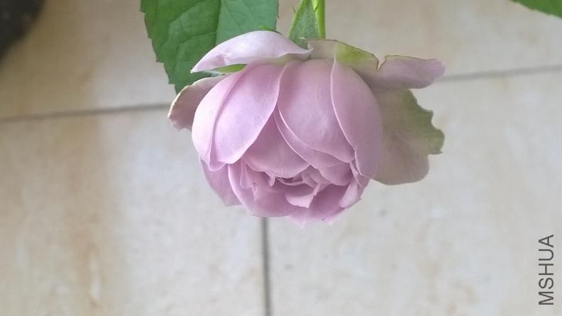��ɫ����
