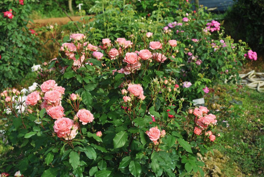 ɺ������ (1).jpg