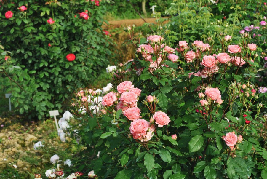 ɺ������ (2).jpg