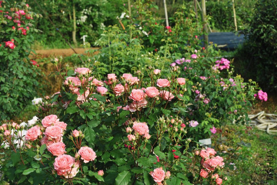 ɺ������ (3).jpg