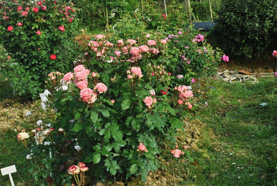 ɺ������ (4).jpg