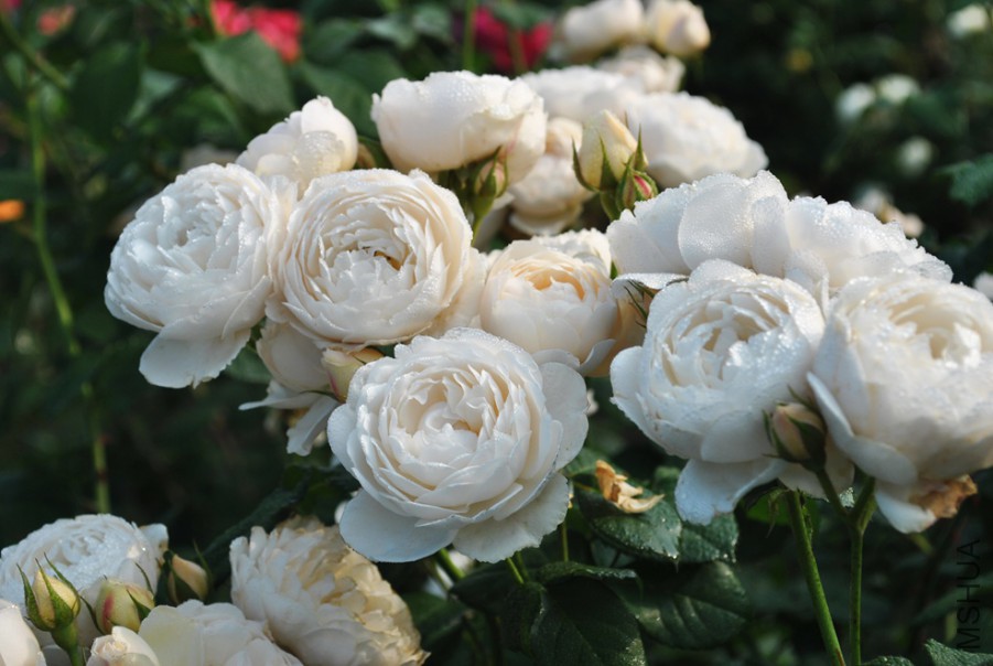 ������ɪ�� (3).jpg