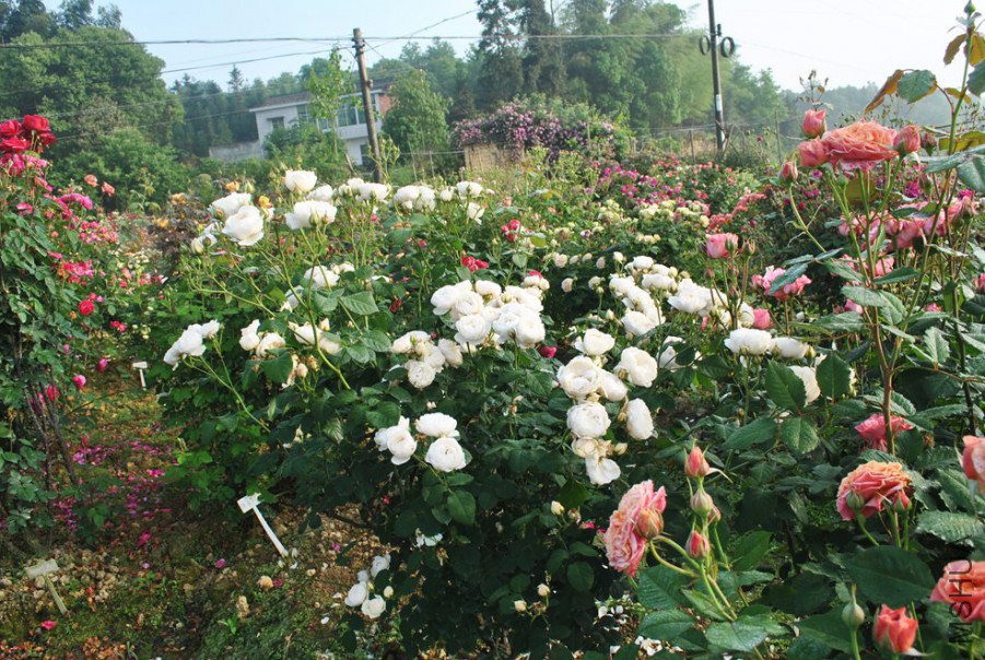 ������ɪ�� (4).jpg