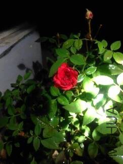 IMG_20151110_200139.jpg.JPG