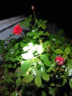 IMG_20151110_200158.jpg.JPG