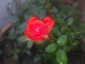 IMG_20151115_094940.jpg.JPG