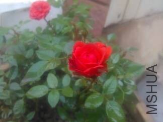 IMG_20151115_095044.jpg.JPG