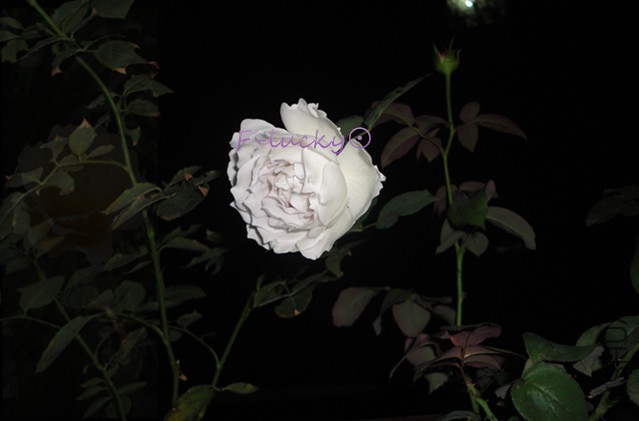 DSC00098_����.jpg