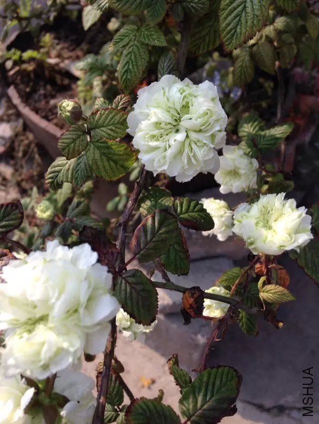 135754y81nn686na2si6kn (1).jpg