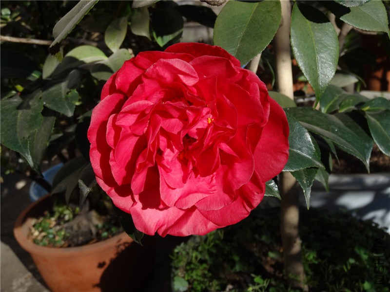DSC02000.jpg