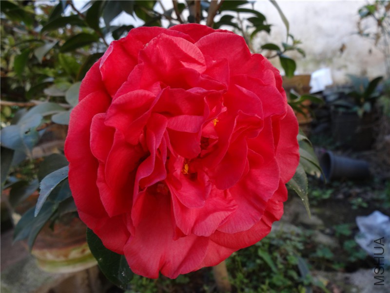 DSC01995.jpg