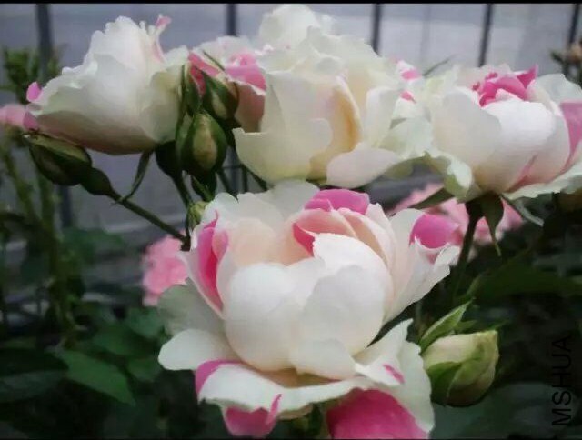 ���Ҳ�ݮ����.jpg