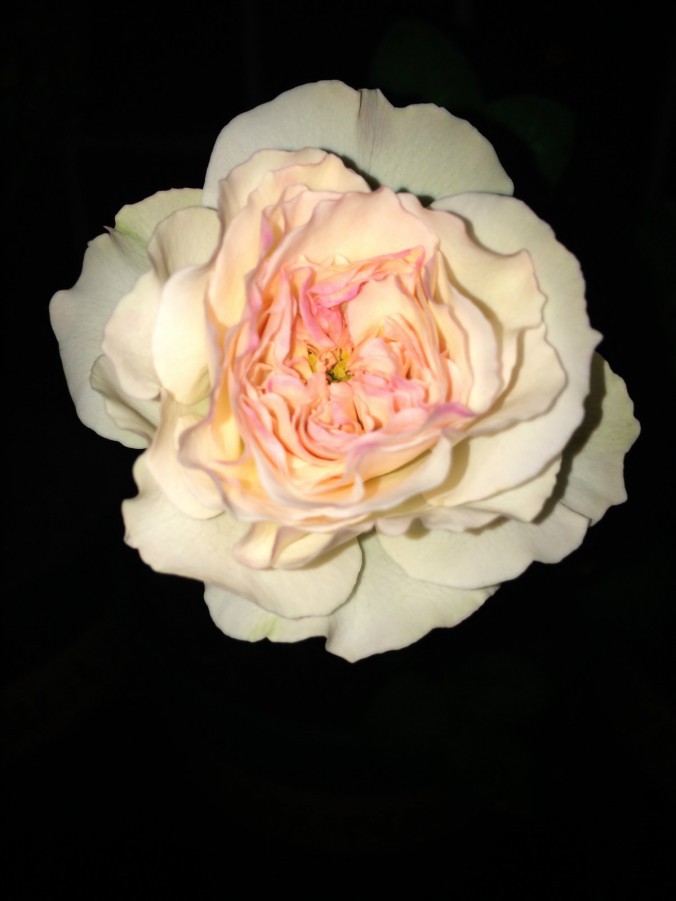 IMG_9278_meitu_6.jpg