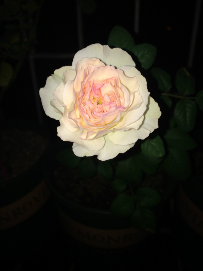 IMG_9279_meitu_7.jpg