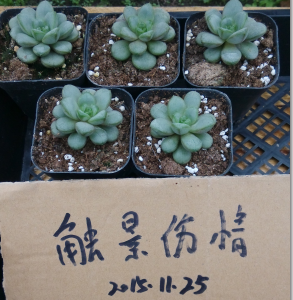 QQͼƬ20151125103158.png
