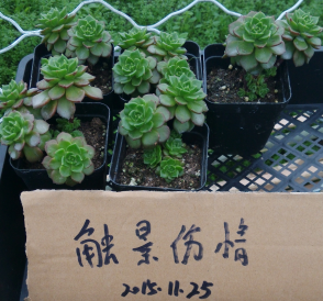 QQͼƬ20151125103224.png
