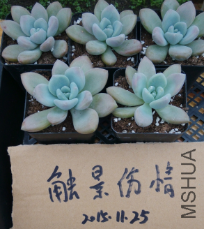 QQͼƬ20151125103246.png