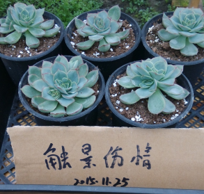 QQͼƬ20151125103300.png