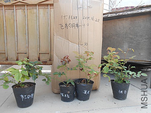DSCN3991.jpg