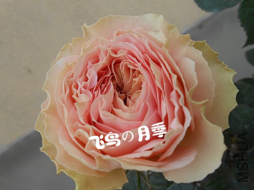 �軰�� (2).jpg
