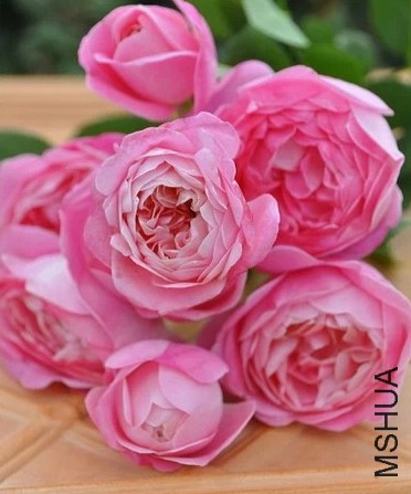 �εĹ⻷.jpg