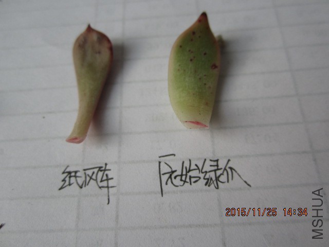 IMG_0460.JPG