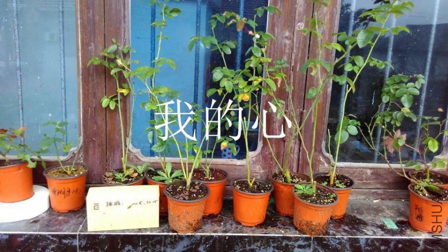 QQͼƬ20151125163354.jpg