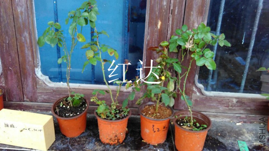 QQͼƬ20151125163417.jpg